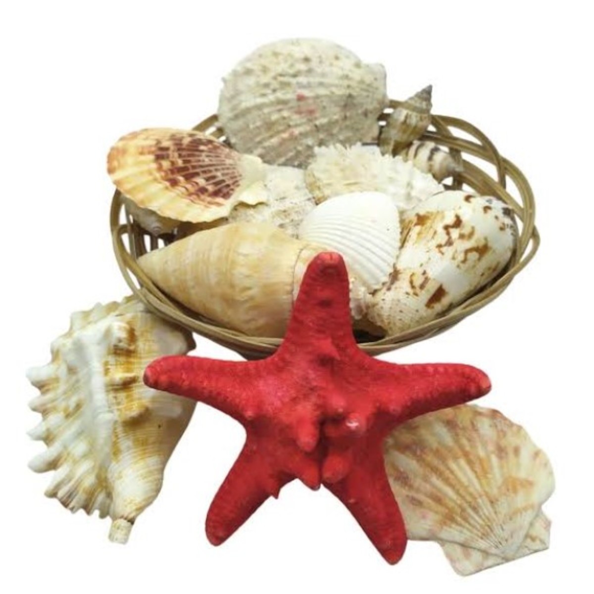 Cesta Conchas Do Mar Diversas Filipinas - Image 4
