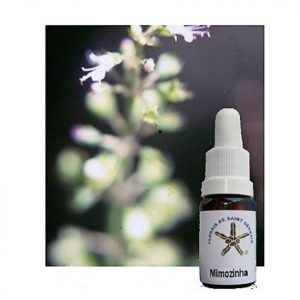 Floral Mimosinha 10 ml